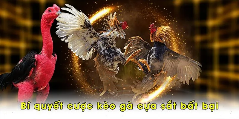 Bí quyết cược kèo gà cựa sắt bất bại