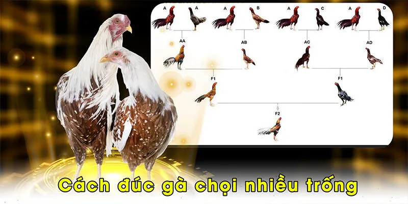 Cách đúc gà chọi nhiều trống