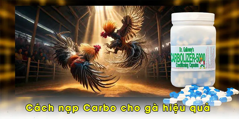 Cách nạp Carbo cho gà hiệu quả
