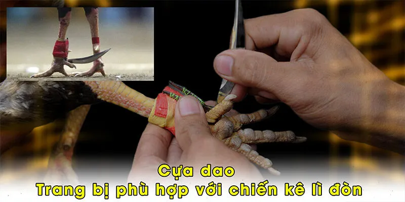 Cựa dao - Trang bị phù hợp với chiến kê lì đòn