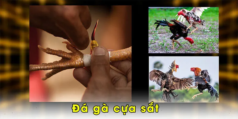 Đá gà cựa sắt