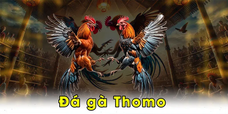 Đá Gà Thomo