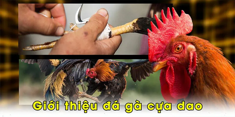 Giới thiệu đá gà cựa dao