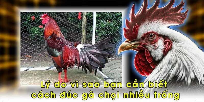 Lý do vì sao bạn cần biết cách đúc gà chọi nhiều trống