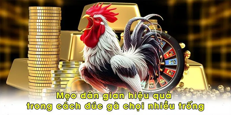 Mẹo dân gian hiệu quả trong cách đúc gà chọi nhiều trống