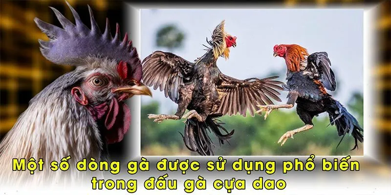 Một số dòng gà được sử dụng phổ biến trong đấu gà cựa dao