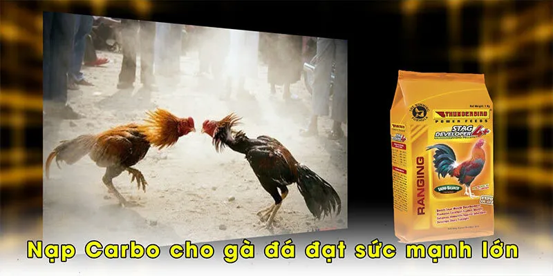 Nạp Carbo cho gà đá đạt sức mạnh lớn