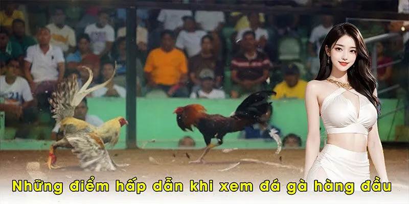Những điểm hấp dẫn khi xem đá gà đỉnh cao hàng đầu