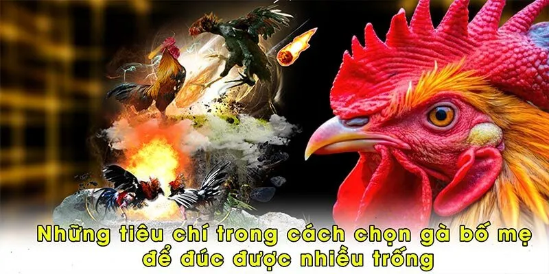 Những tiêu chí trong cách chọn gà bố mẹ để đúc được nhiều trống