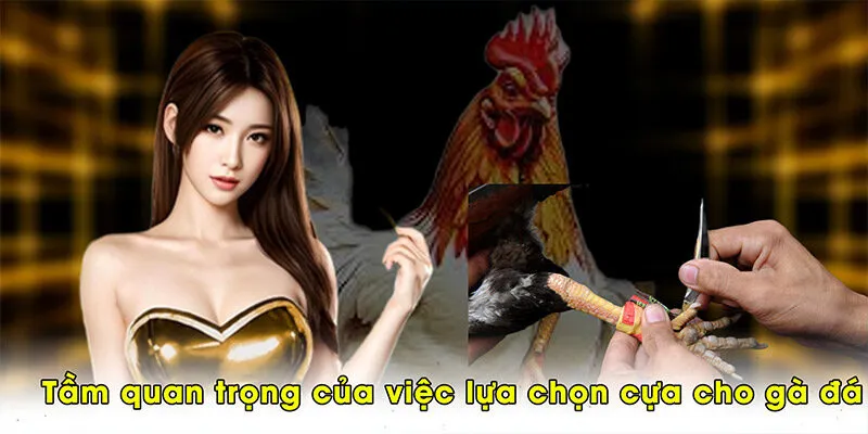 Tầm quan trọng của việc lựa chọn cựa cho gà đá