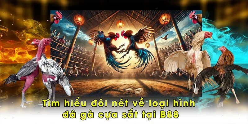 Tìm hiểu đôi nét về loại hình đá gà cựa sắt tại B88