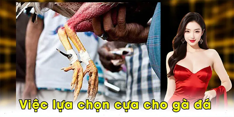 Việc lựa chọn cựa cho gà đá